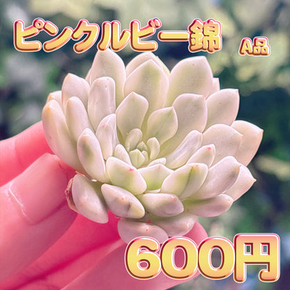ピンクルビー錦　A品　カット苗