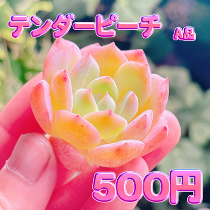 テンダーピーチ　A品　カット苗