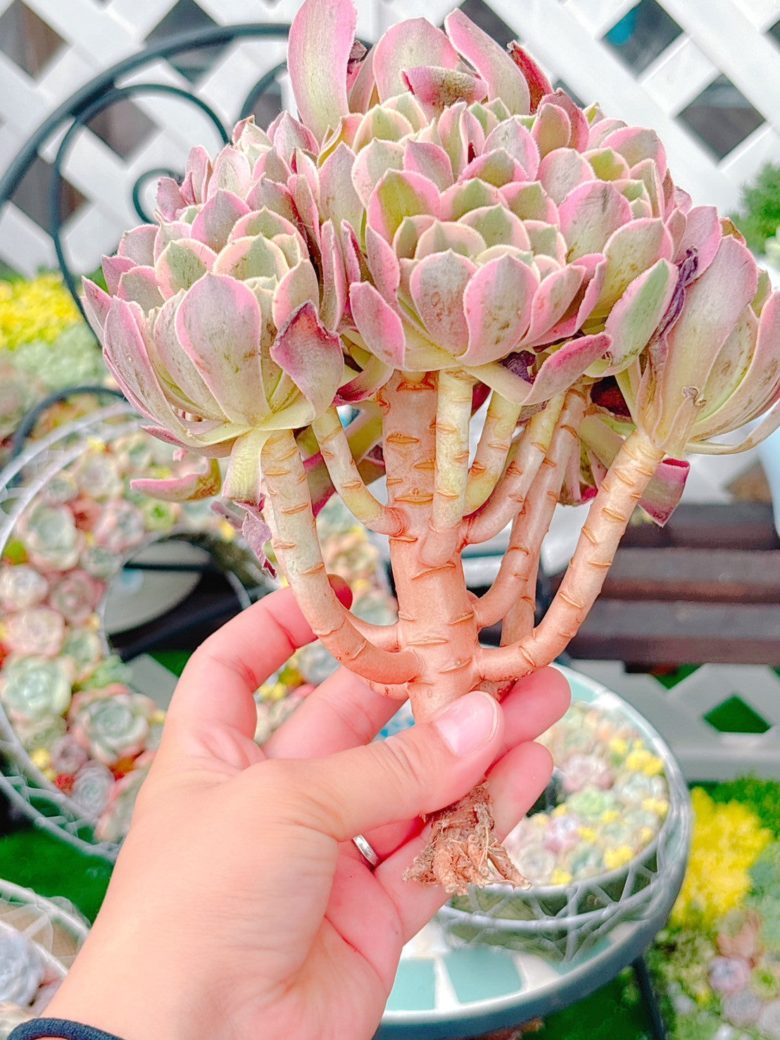 アテナ群生　特級品