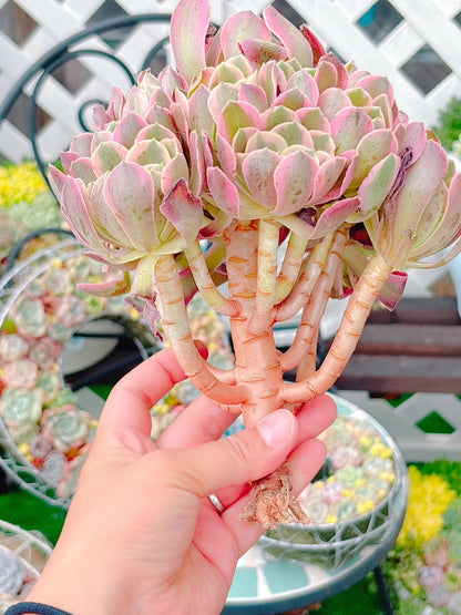 アテナ群生　特級品