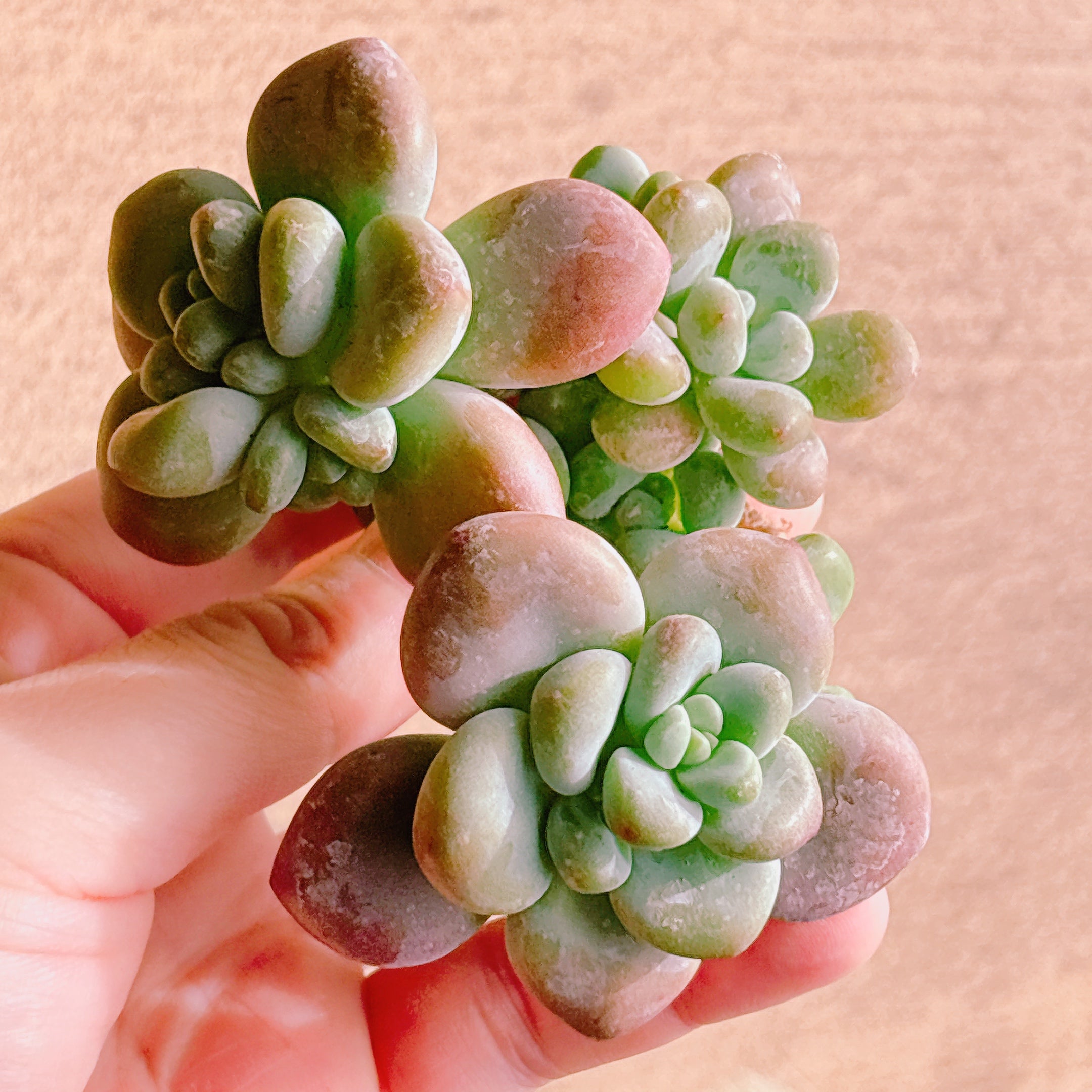 多肉植物の販売・通販サイト | Bull Succulent(ブルサキュレント)