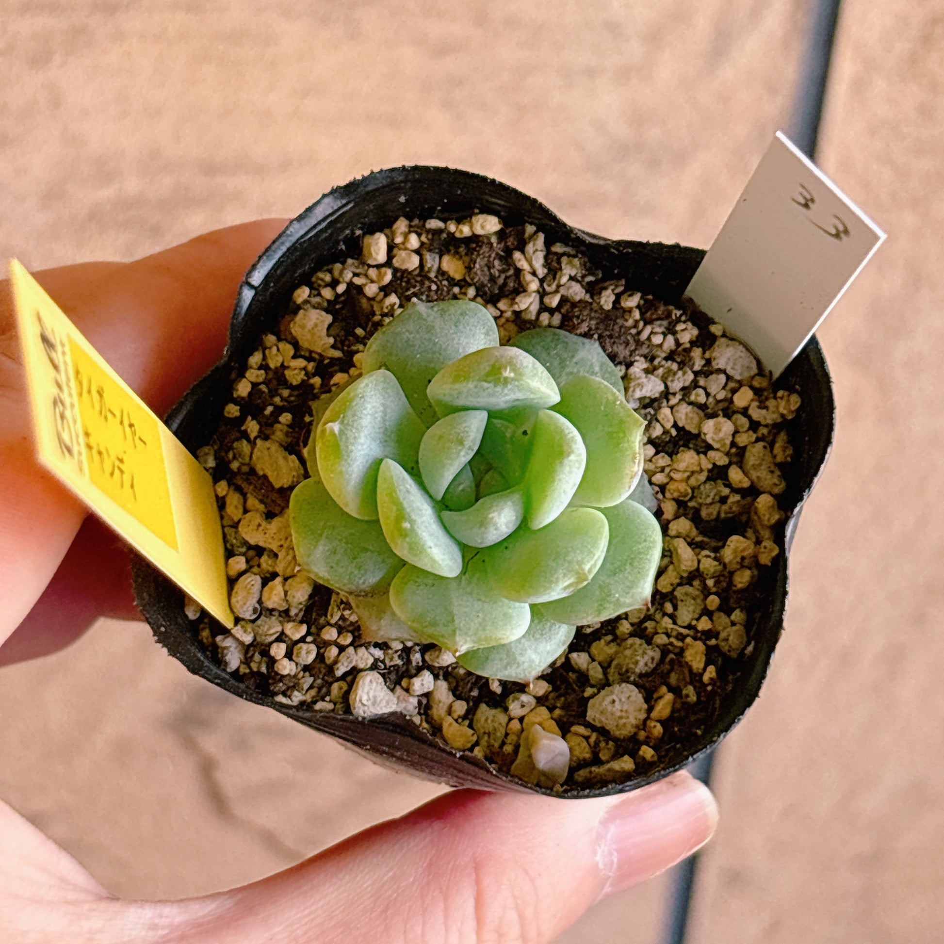 多肉植物