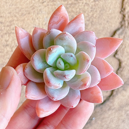 多肉植物