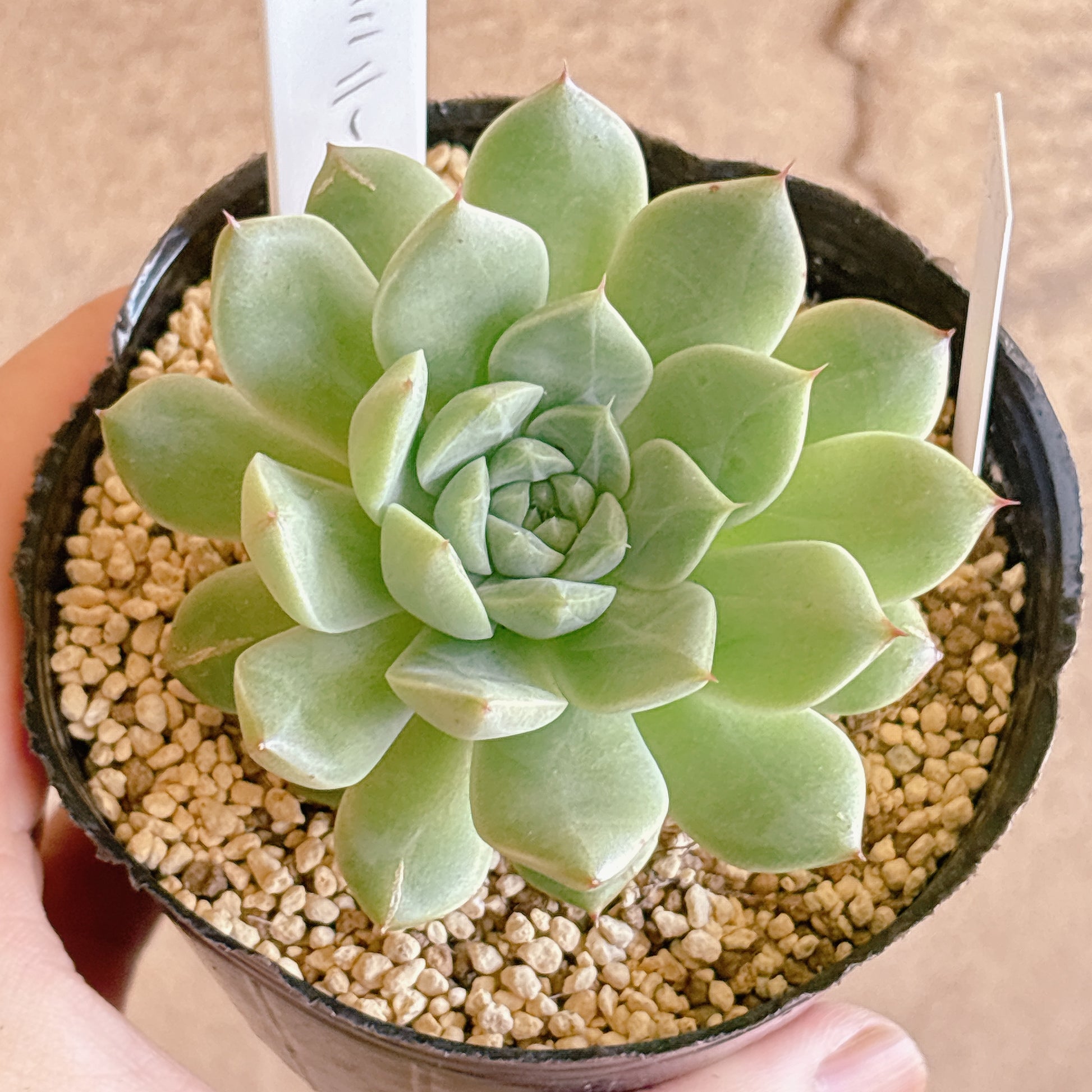 多肉植物