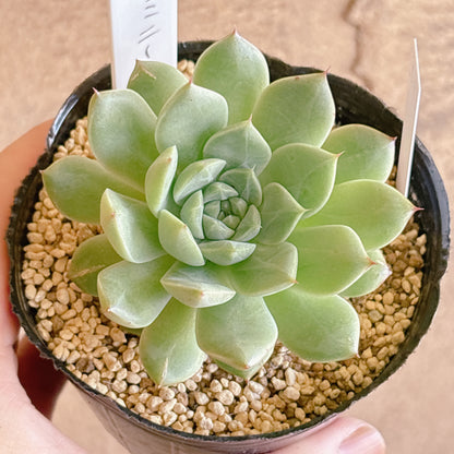 多肉植物
