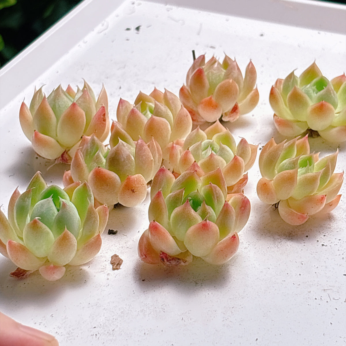 多肉植物