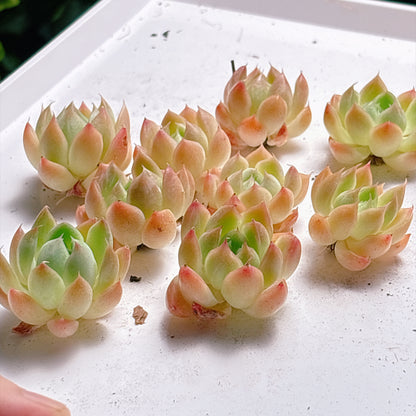 多肉植物