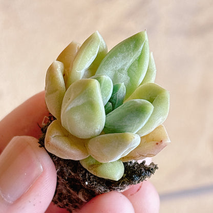 多肉植物