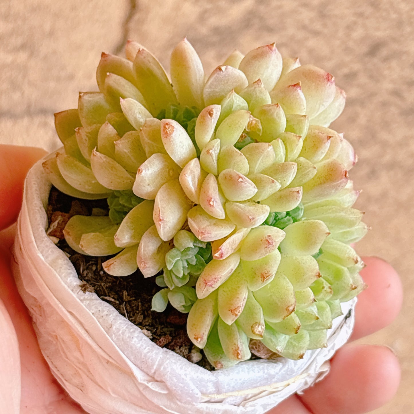 多肉植物