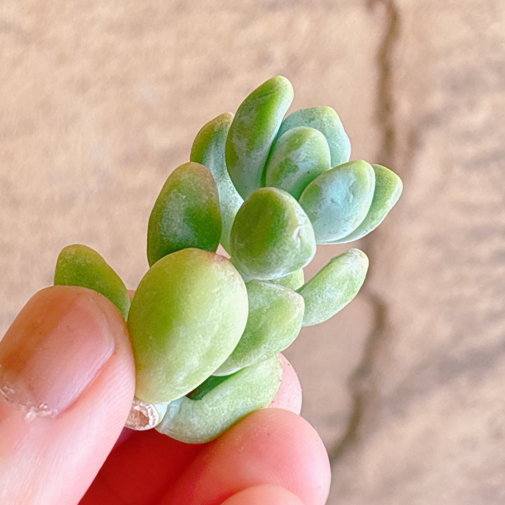 多肉植物の販売・通販サイト | Bull Succulent(ブルサキュレント)