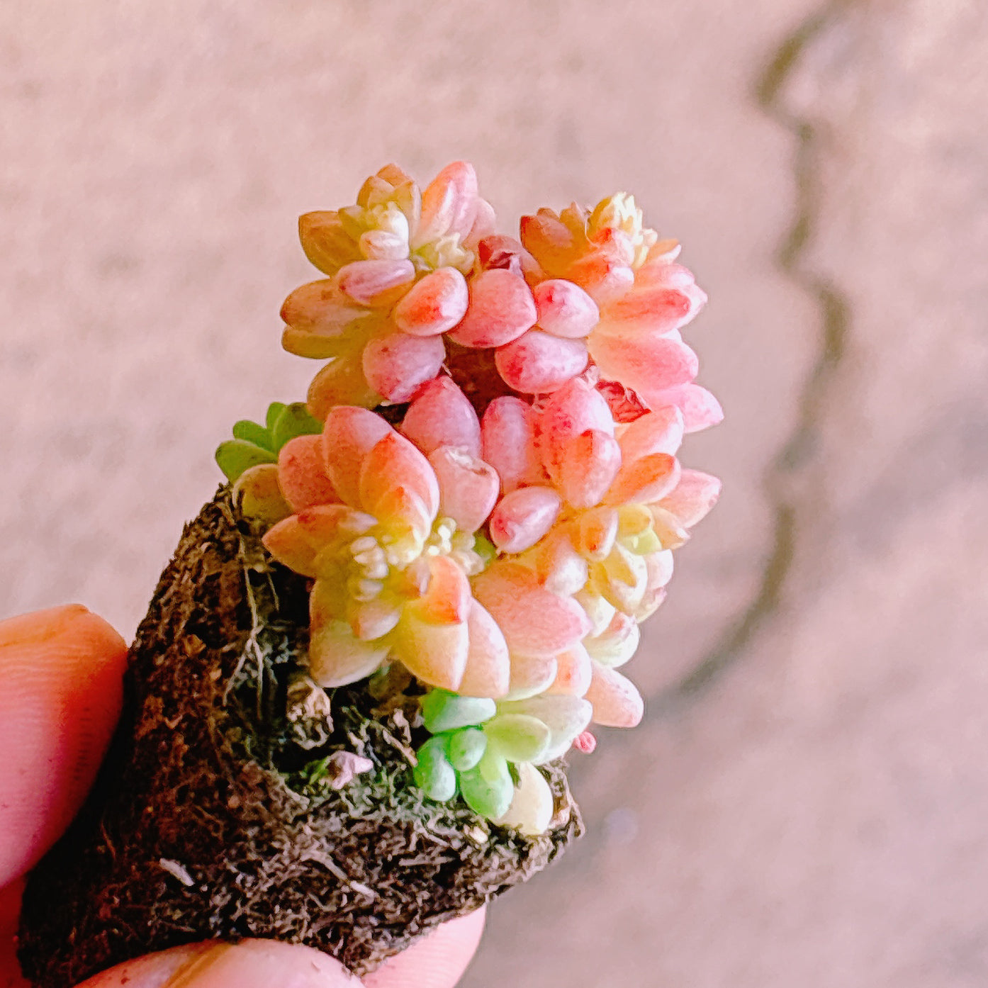 多肉植物