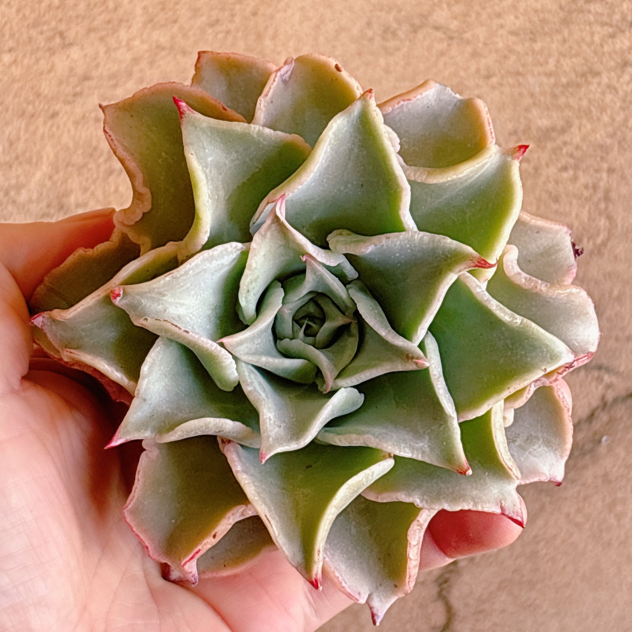 多肉植物  ❤️マディバ ❤️ 饺子皮❤️1大頭15cm拔キ苗 マディバ 特級品 カット苗 – Bull Succulent