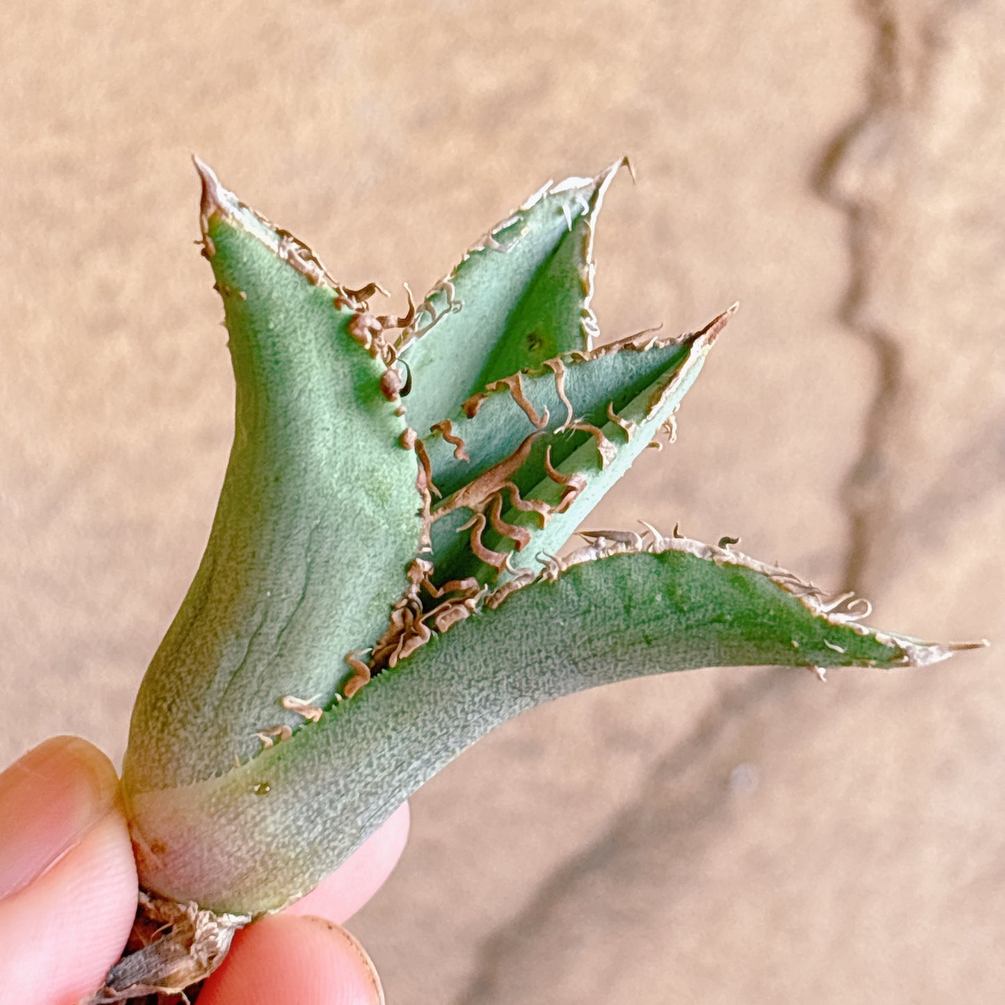 多肉植物
