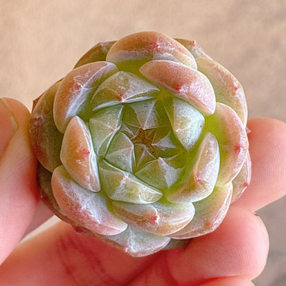 多肉植物