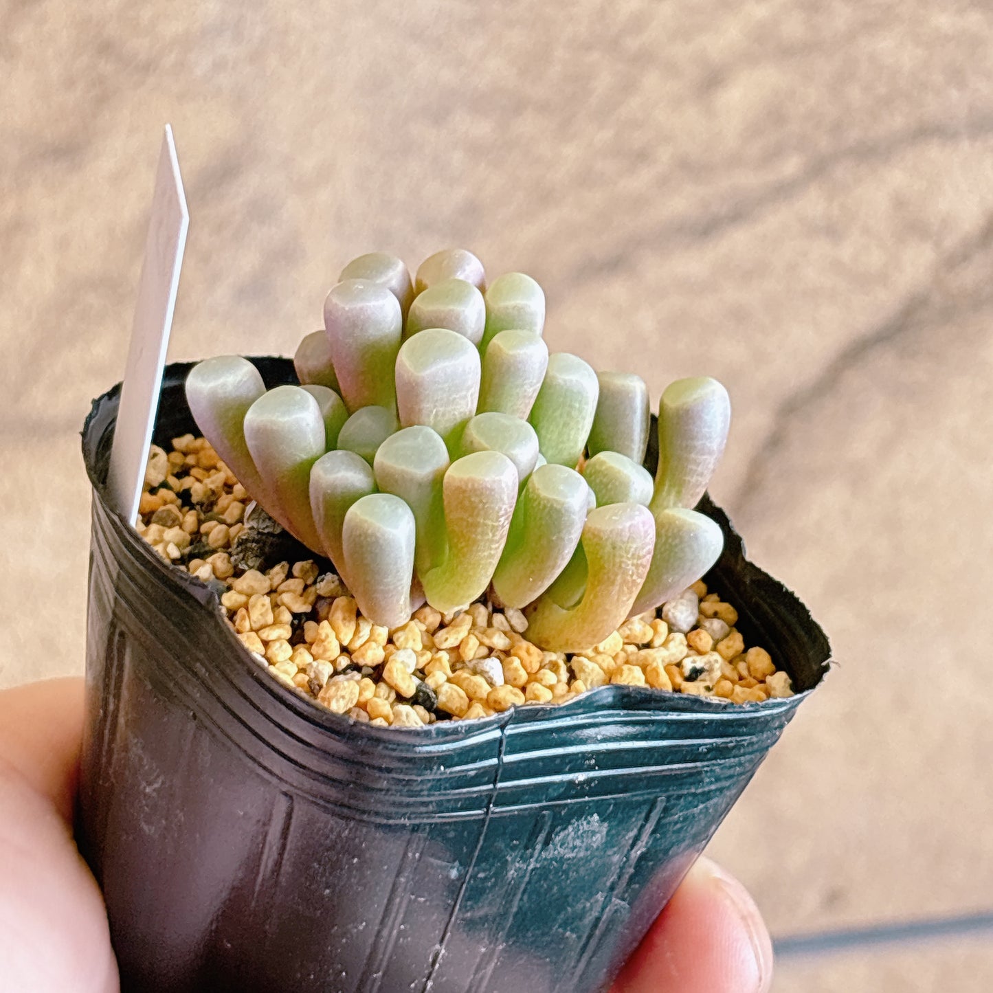 多肉植物