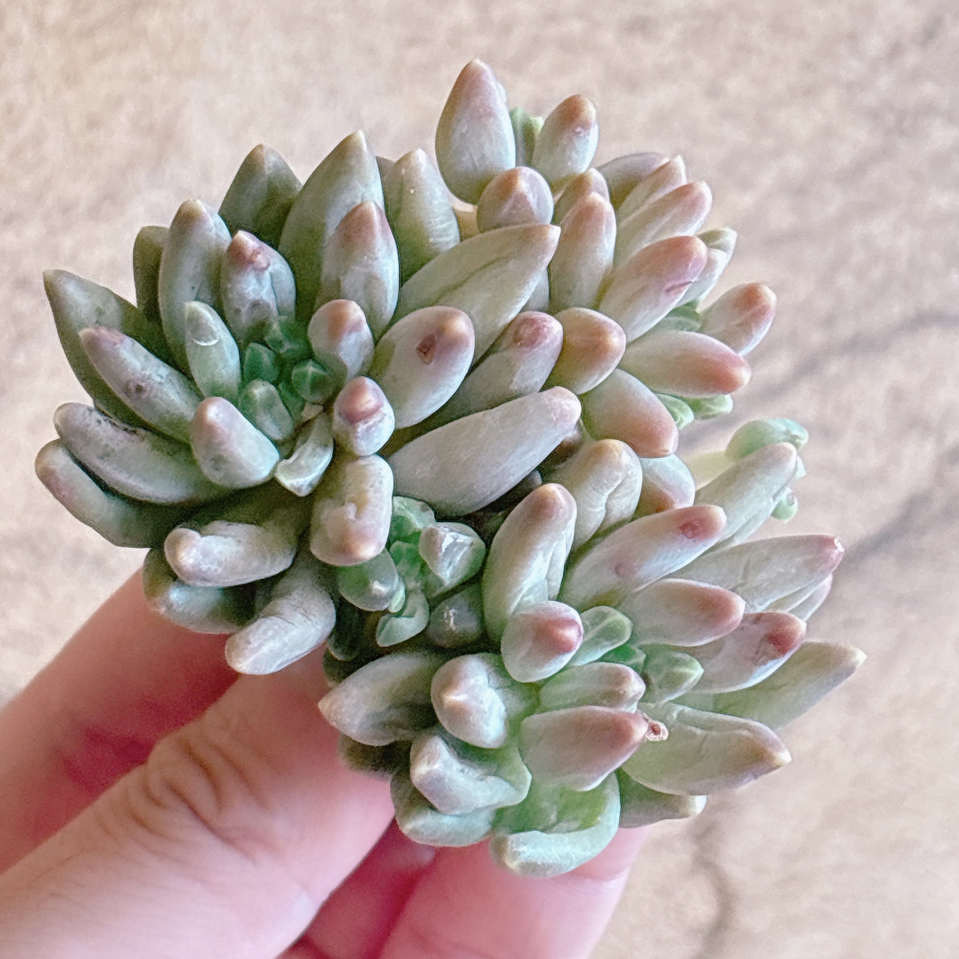 多肉植物