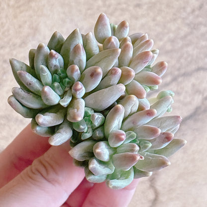 多肉植物