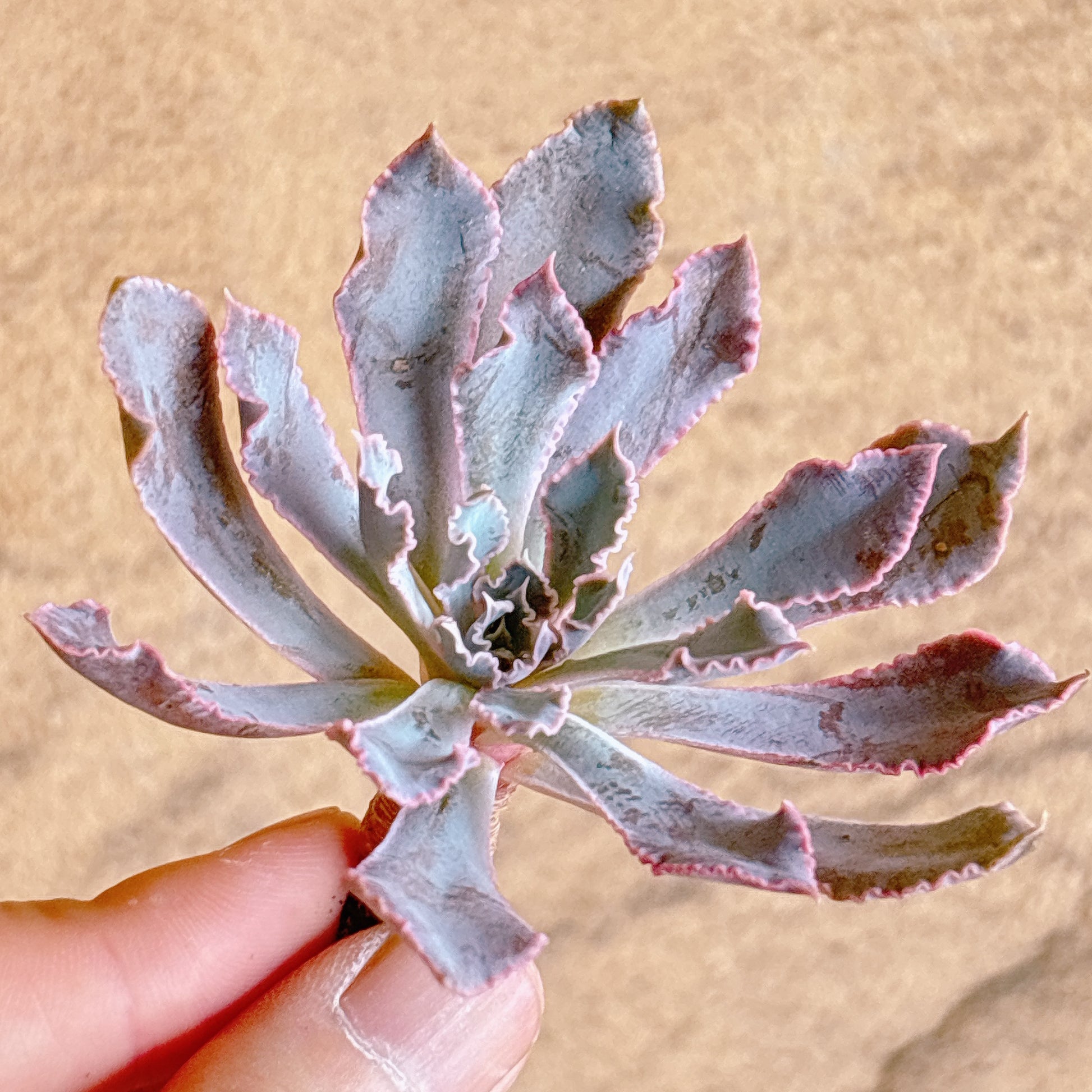 多肉植物