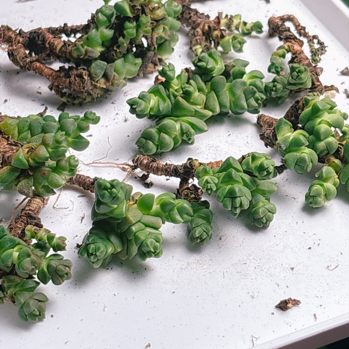 多肉植物
