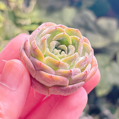 多肉植物