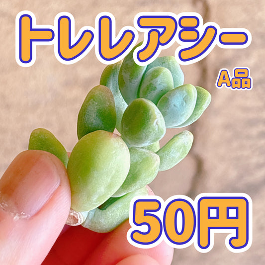 トレレアシー　A品　カット苗