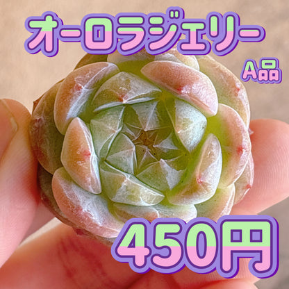 オーロラジェリー　A品　カット苗