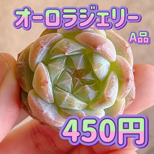 オーロラジェリー　A品　カット苗