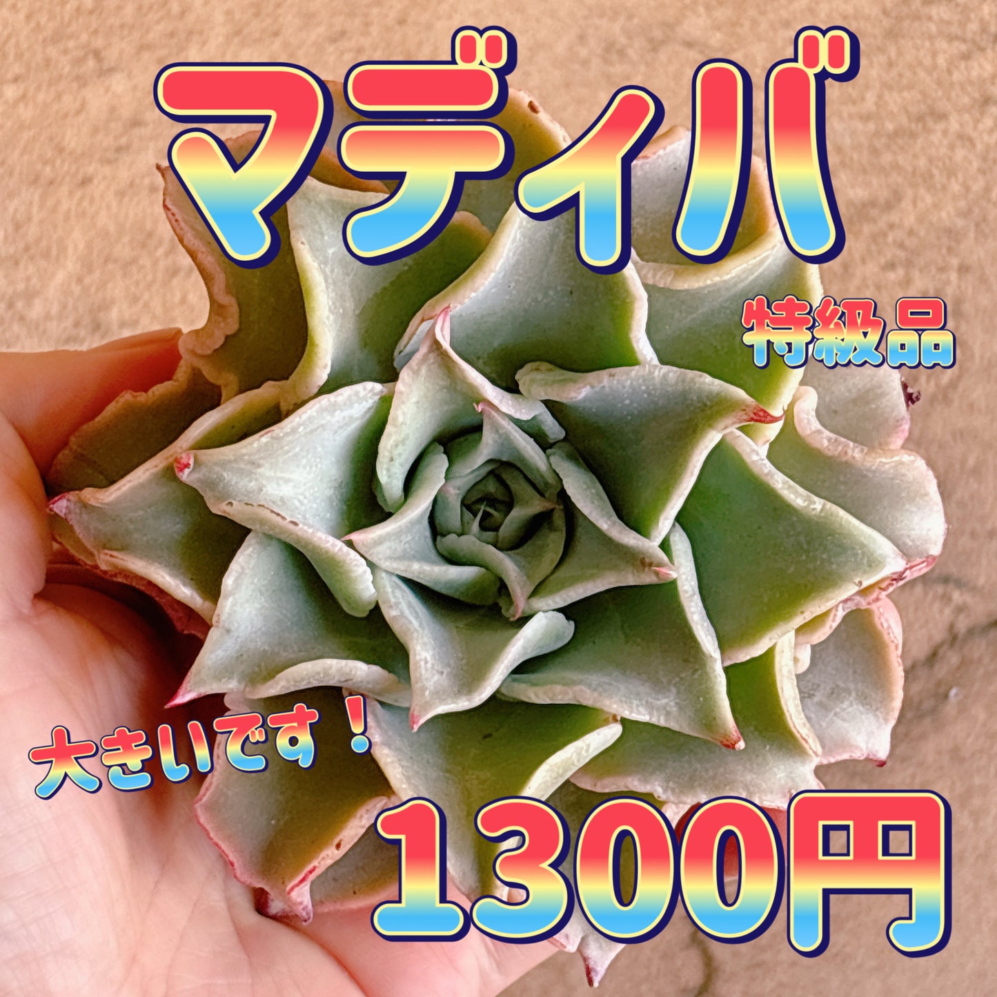 マディバ　特級品　カット苗