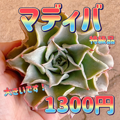 マディバ　特級品　カット苗