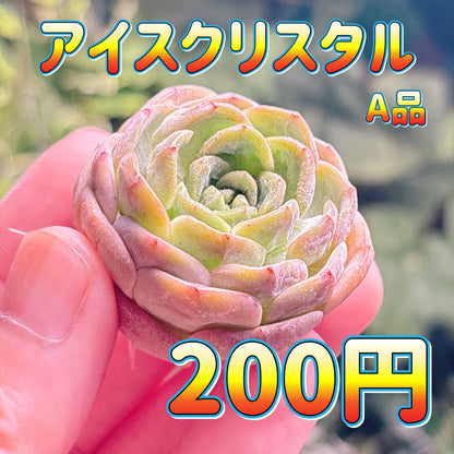 アイスクリスタル　A品　カット苗