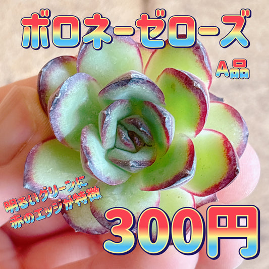 ボロネーゼローズ　A品　カット苗