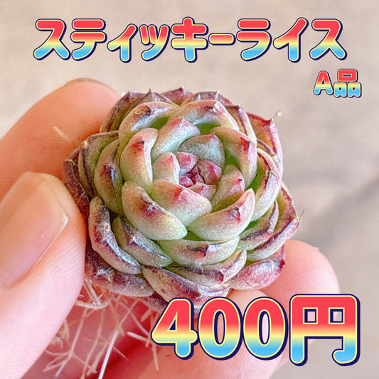 スティッキーライス　A品　カット苗