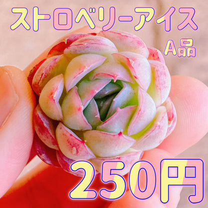 ストロベリーアイス　A品　カット苗