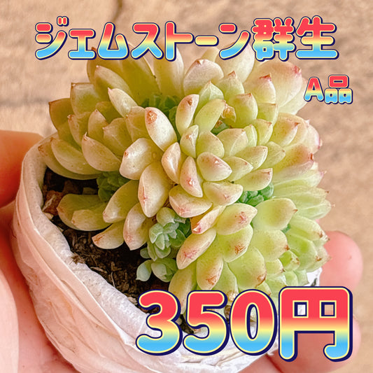 ジェムストーン群生　A品　根付き苗