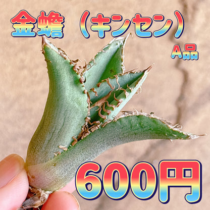 金蟾　A品　カット苗