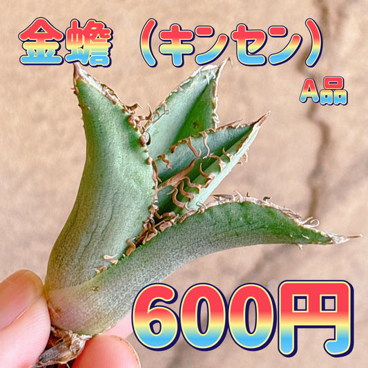 金蟾　A品　カット苗
