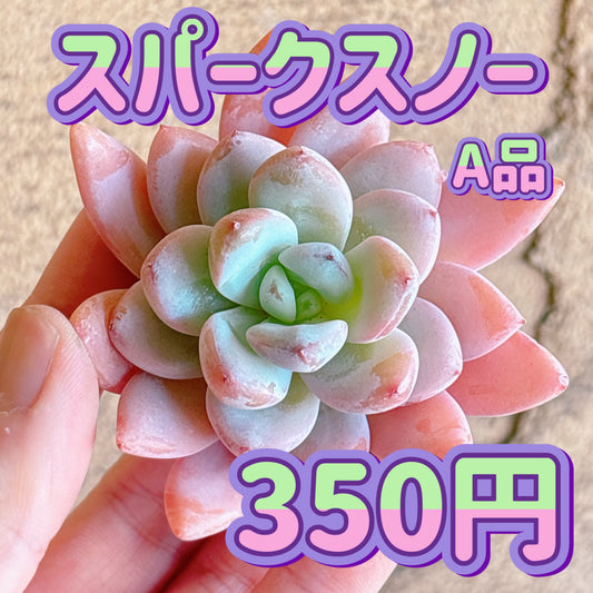 スパークスノー　A品　カット苗