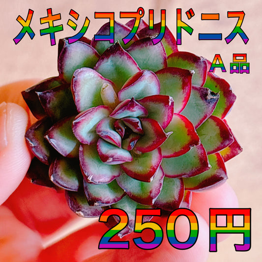 メキシコプリドニス　A品　カット苗