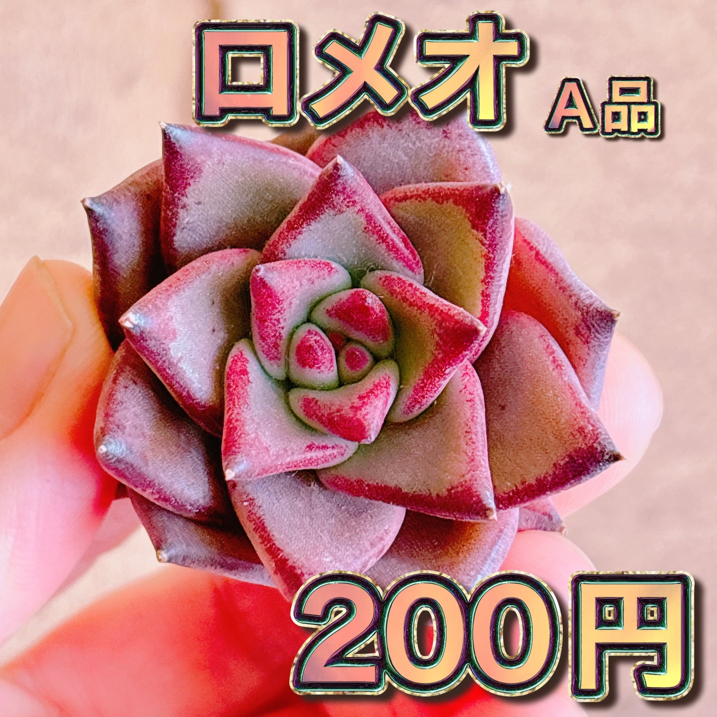 ロメオ　A品　カット苗