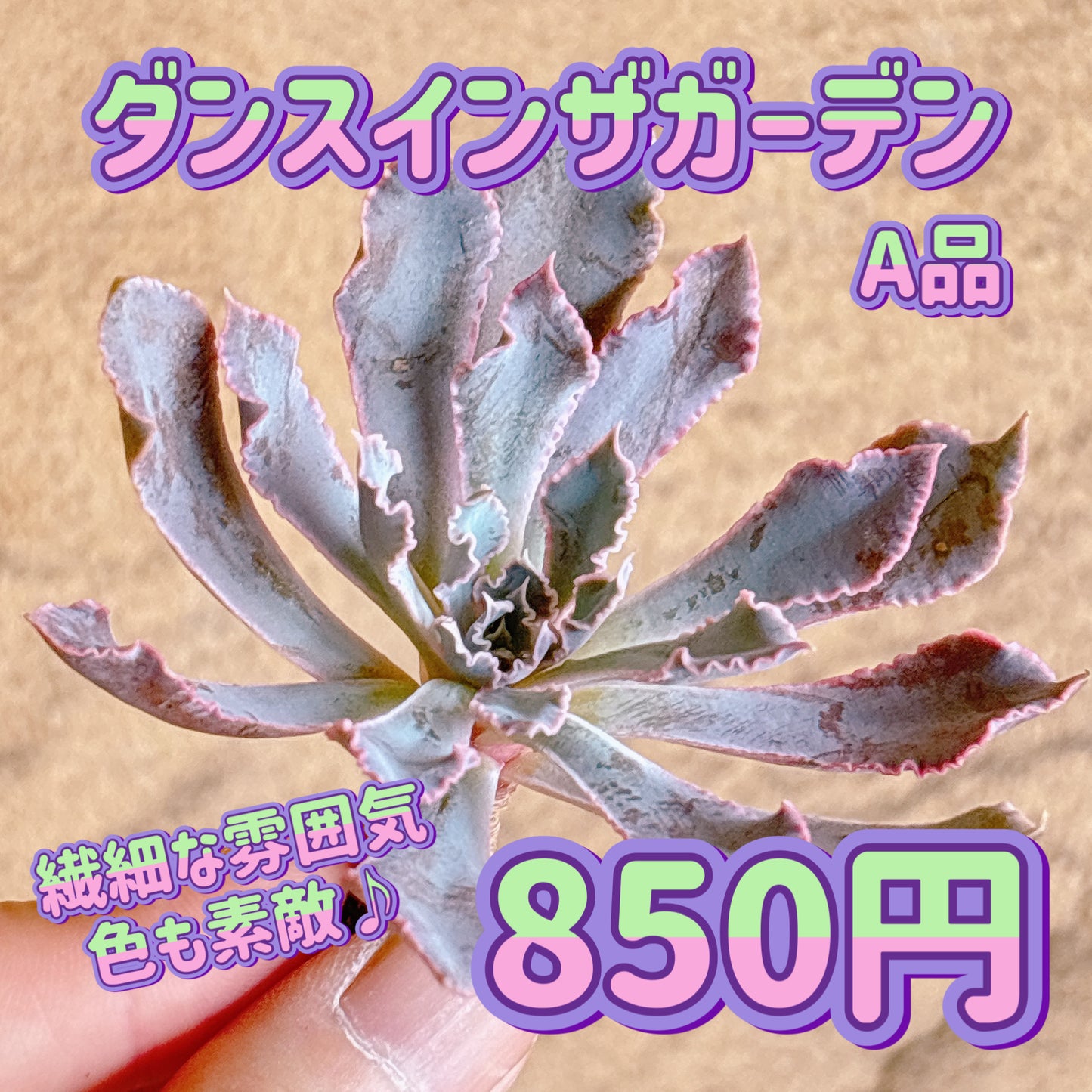 ダンスインザガーデン　A品　カット苗