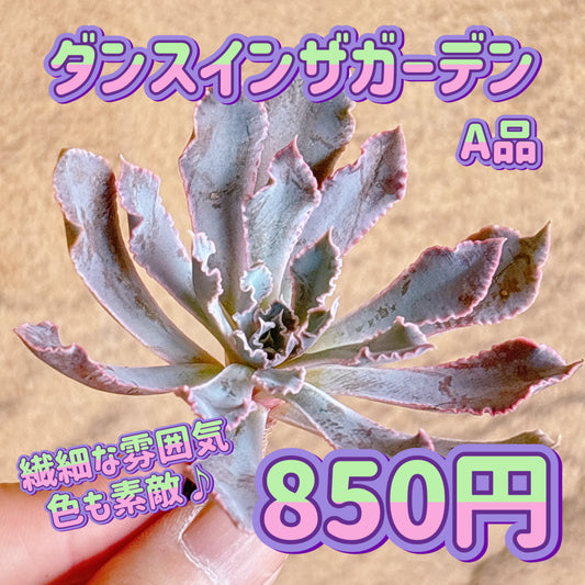 ダンスインザガーデン　A品　カット苗