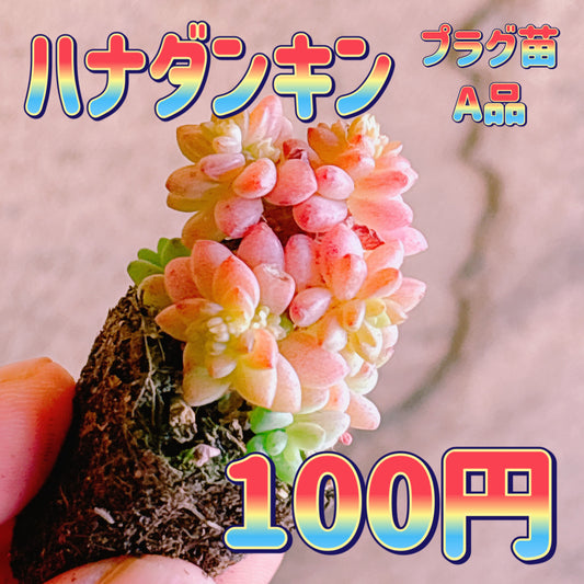 ハナダンキン　A品　プラグ苗