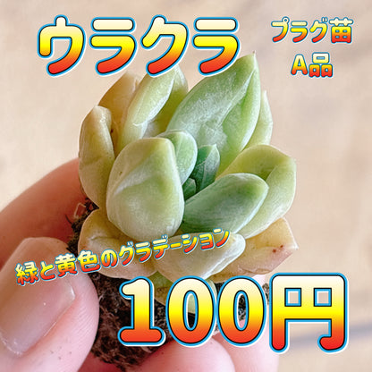 ウラクラ　A品　プラグ苗