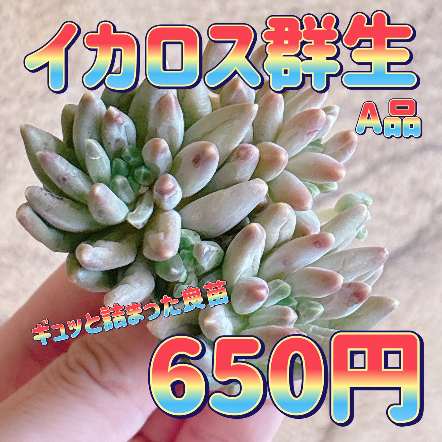 イカロス群生　A品　カット苗