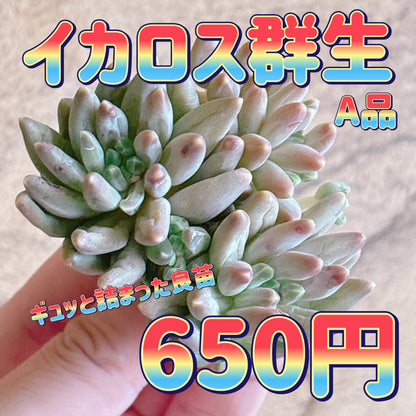イカロス群生　A品　カット苗