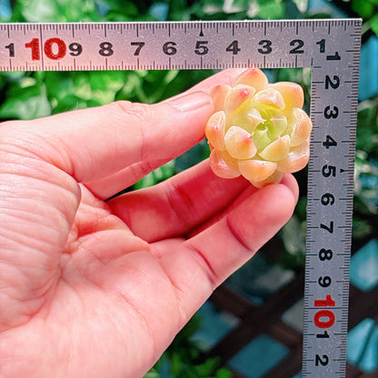 ティッピー錦　A品　カット苗