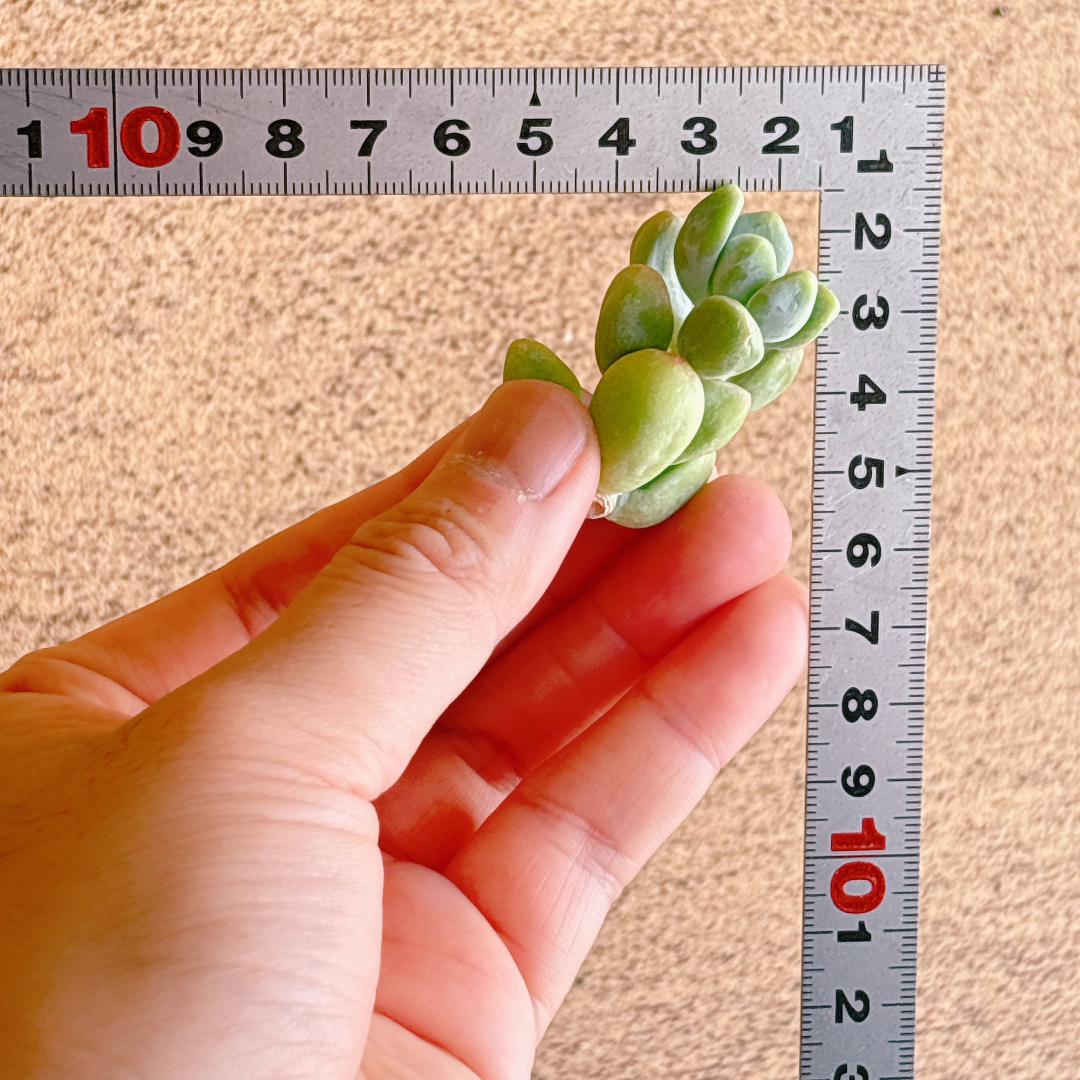 トレレアシー A品 カット苗 – Bull Succulent