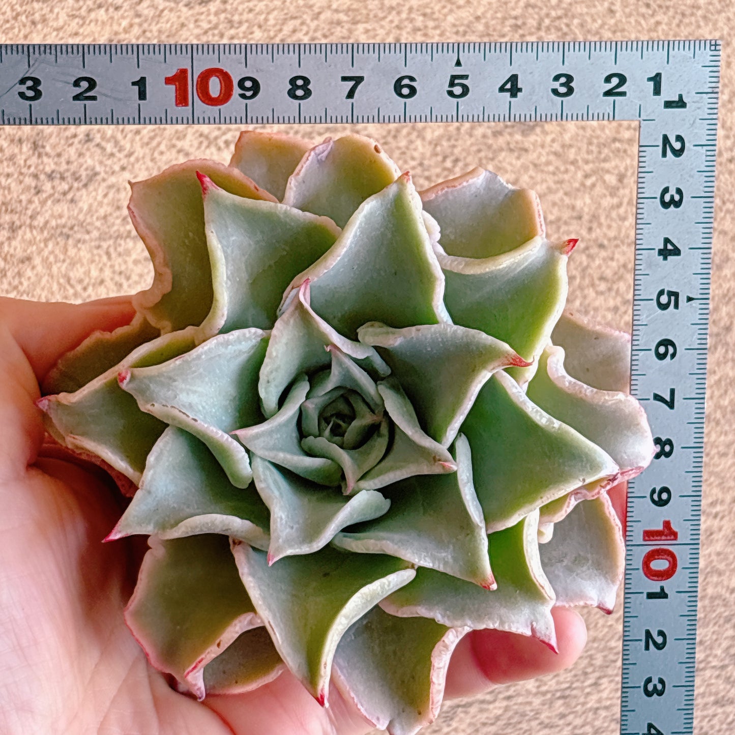 マディバ　特級品　カット苗