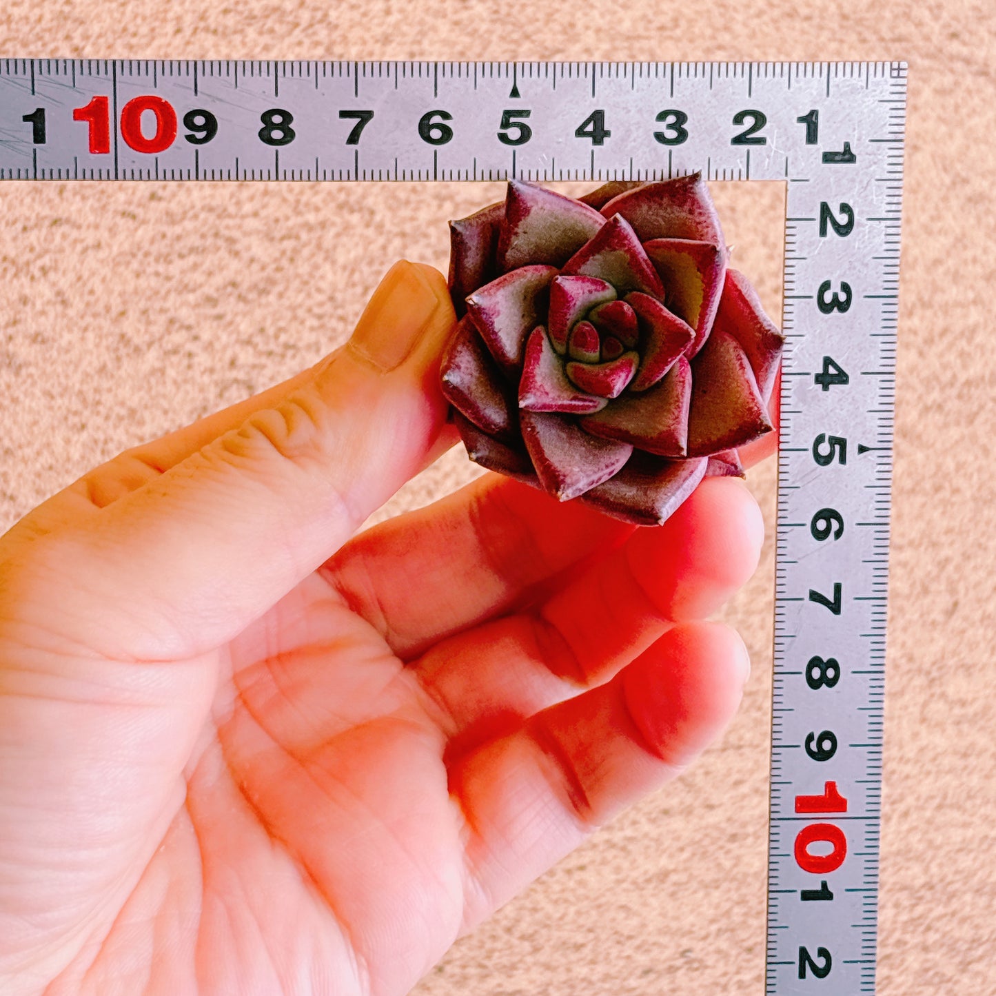 ロメオ　A品　カット苗