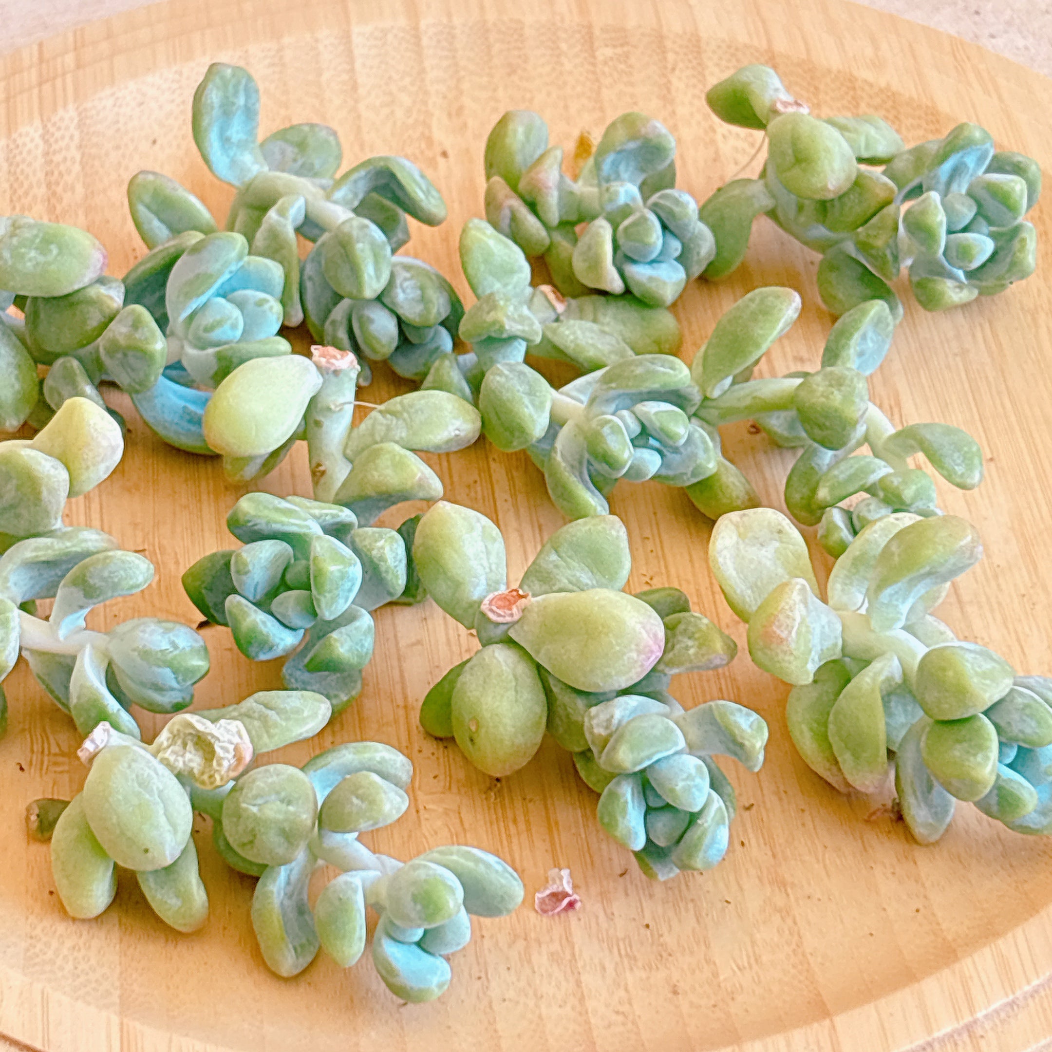 トレレアシー A品 カット苗 – Bull Succulent